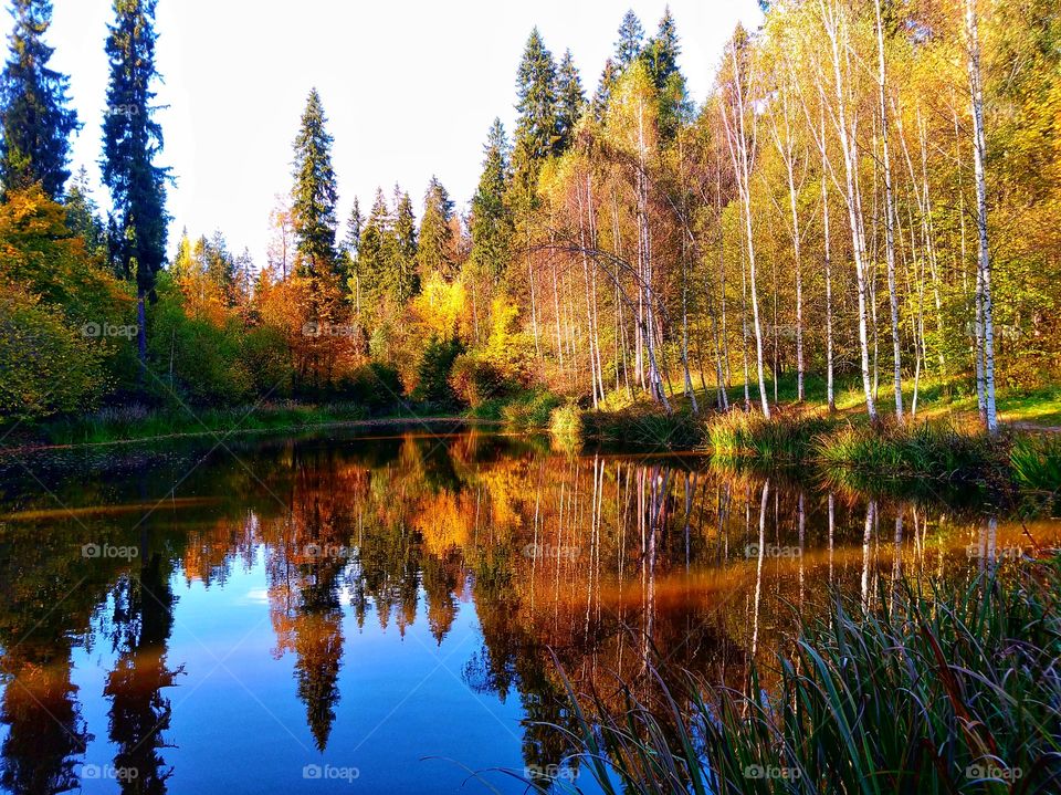 Magic colors of the autumn forest