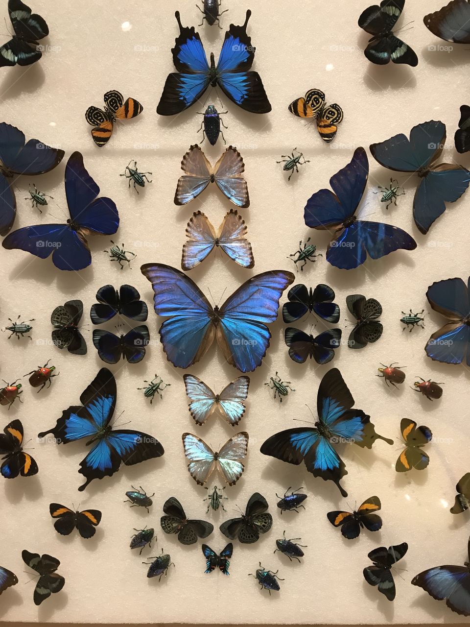 Collection of blue butterflies