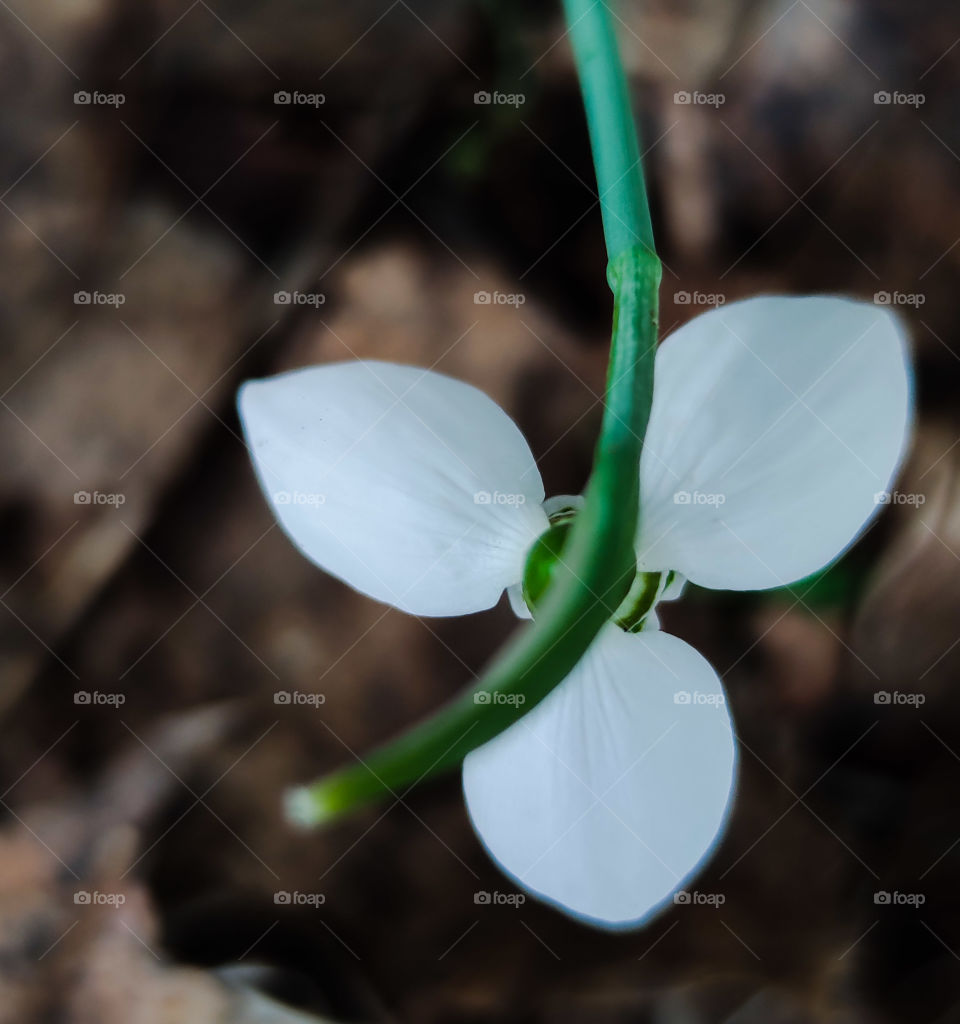 Winter flower