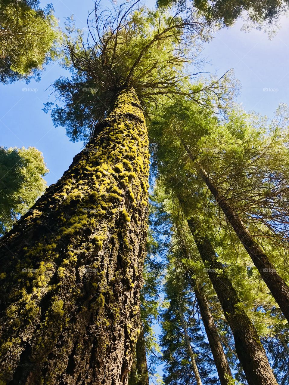Pine tree trunk with moss 