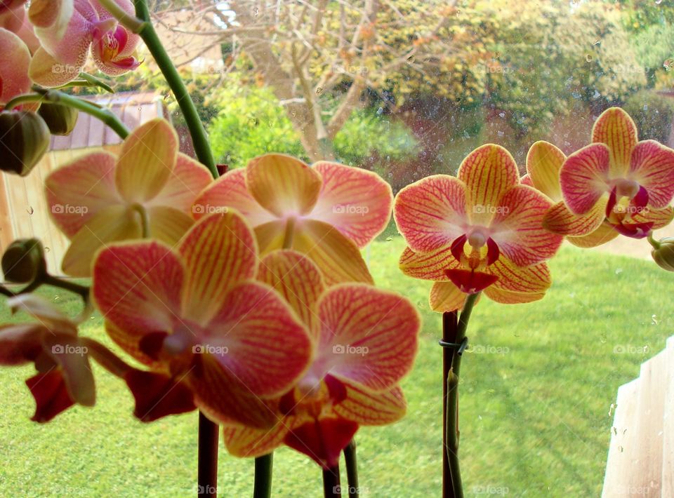 Orchids