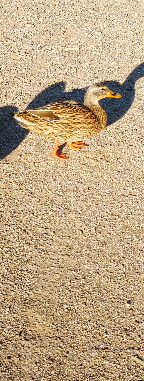 Mallard Duck Hen - Very nice pattern on back, feathers