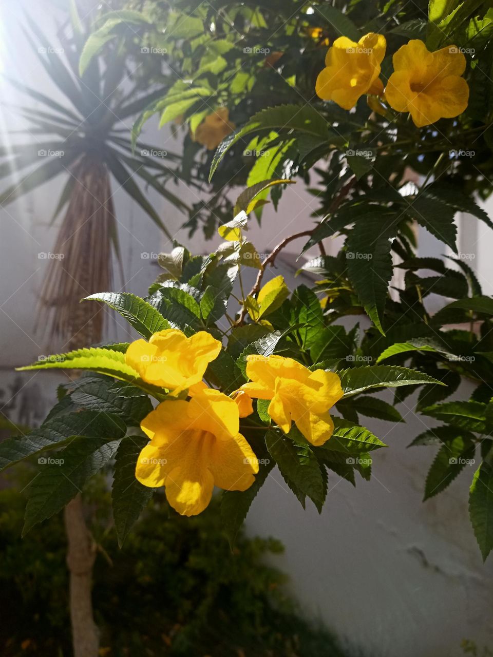 sun 😎☀️ tree 🌴🌲