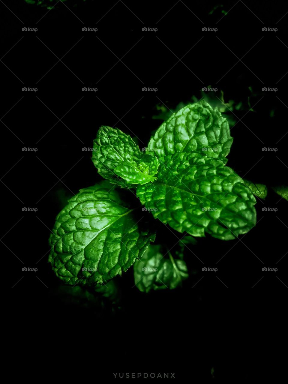 Mint leaves in the dark