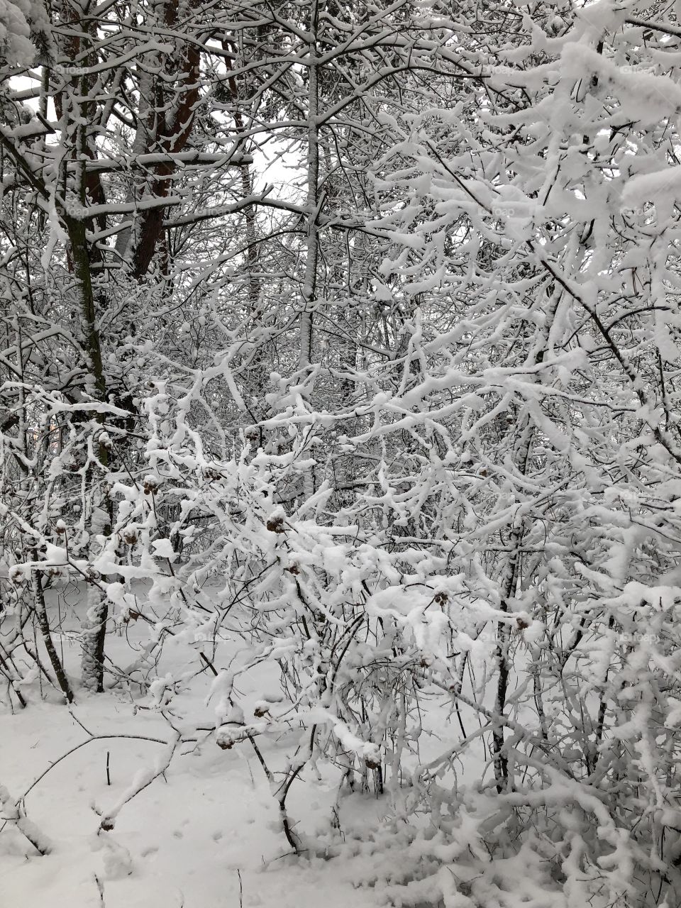 Snow on tree 