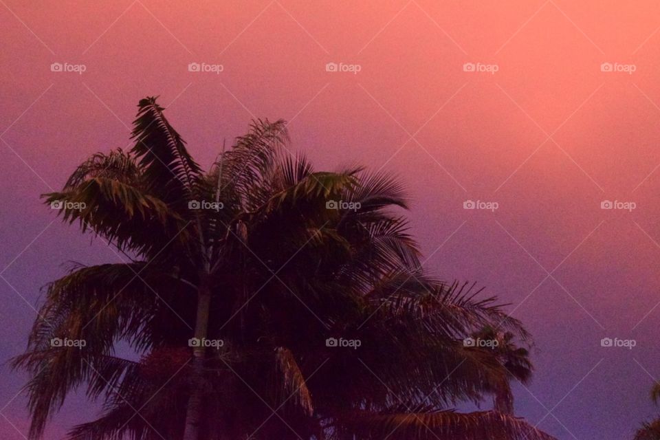 Pink sky in Miami evening