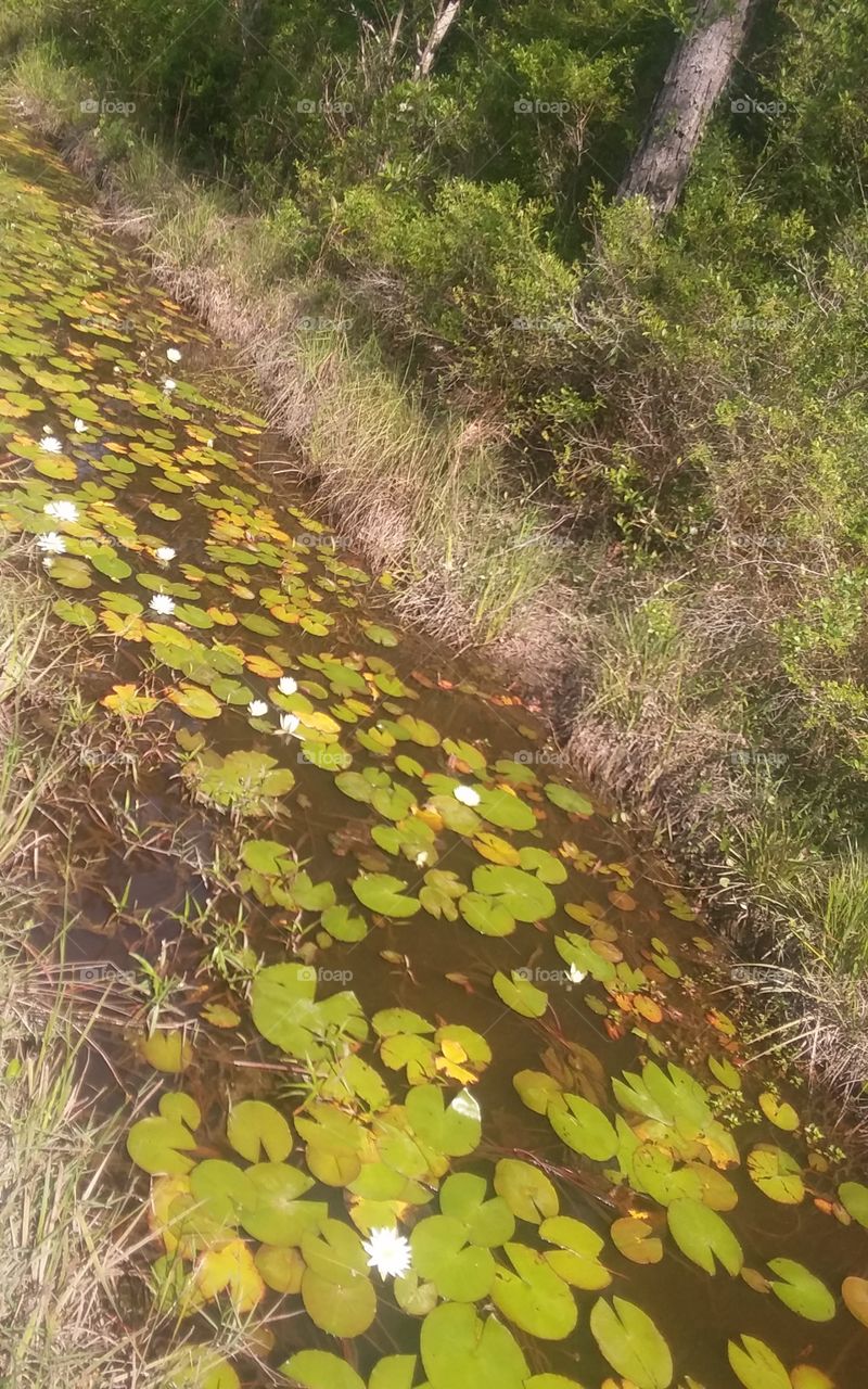 Blossomed lily pads