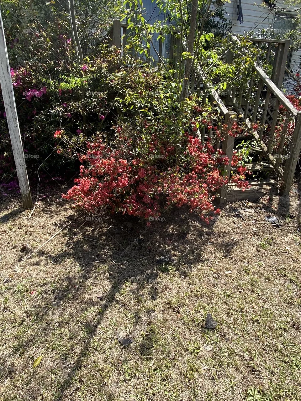 Pink flowers 