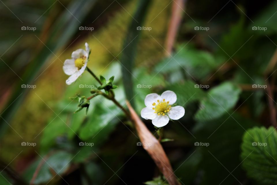 Wildberry flowers in the wild