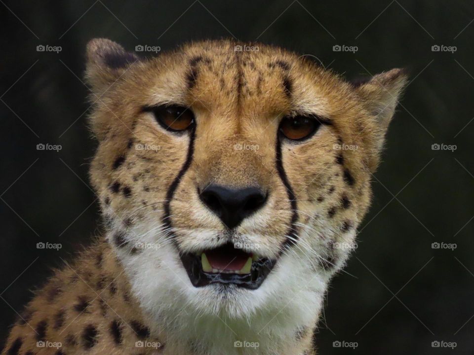 Cheetah staring down the camera lens 
