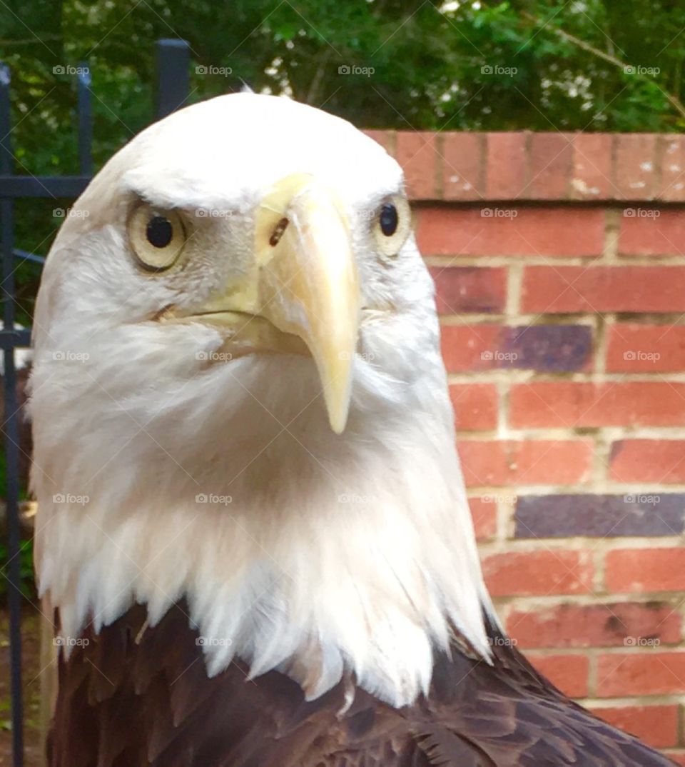 Eagle head portrait