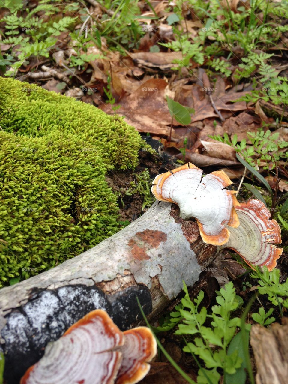 Mossy forest floor. Mossy spring day in the woods