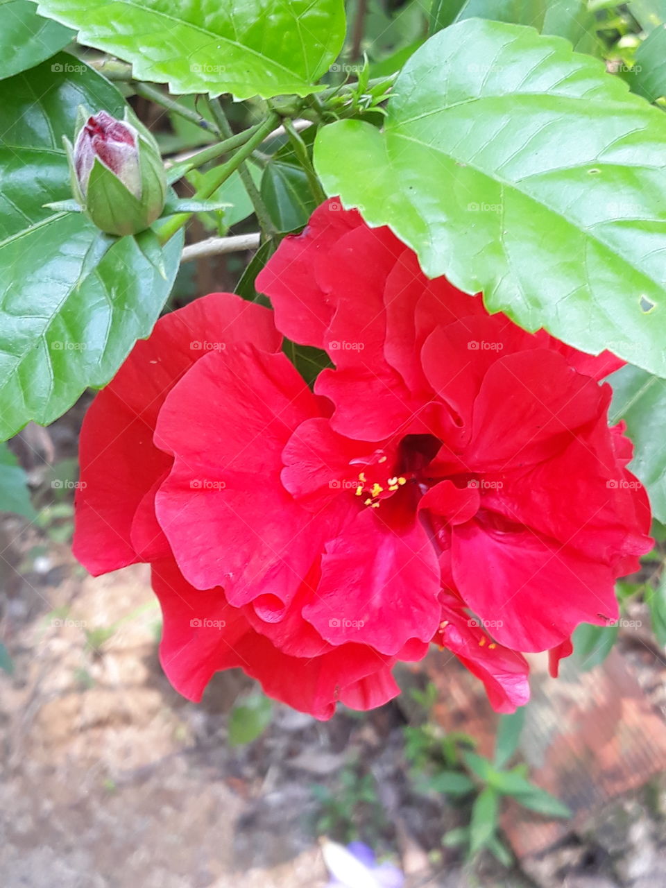 Flowers  Garden Flora