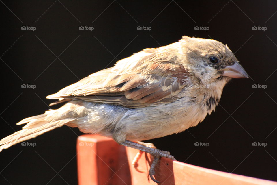 Weaver bird