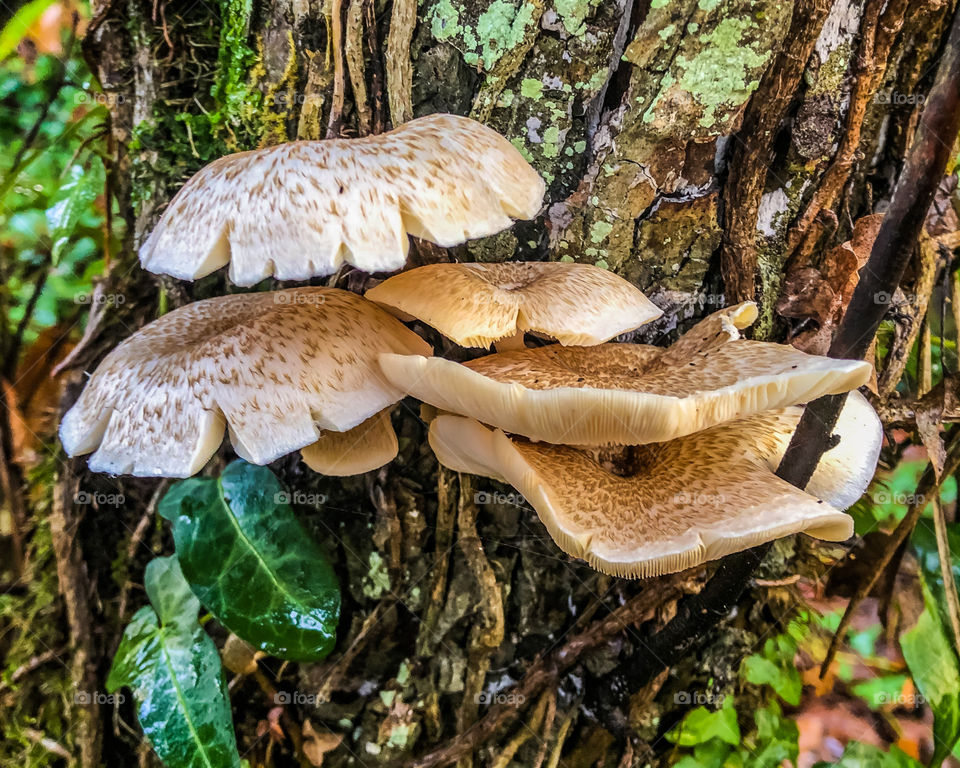 Fungus from the tree mushroom family growing on bark in the autumn woodland 