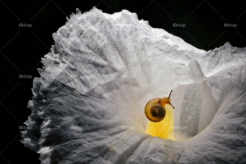 snail on white flower