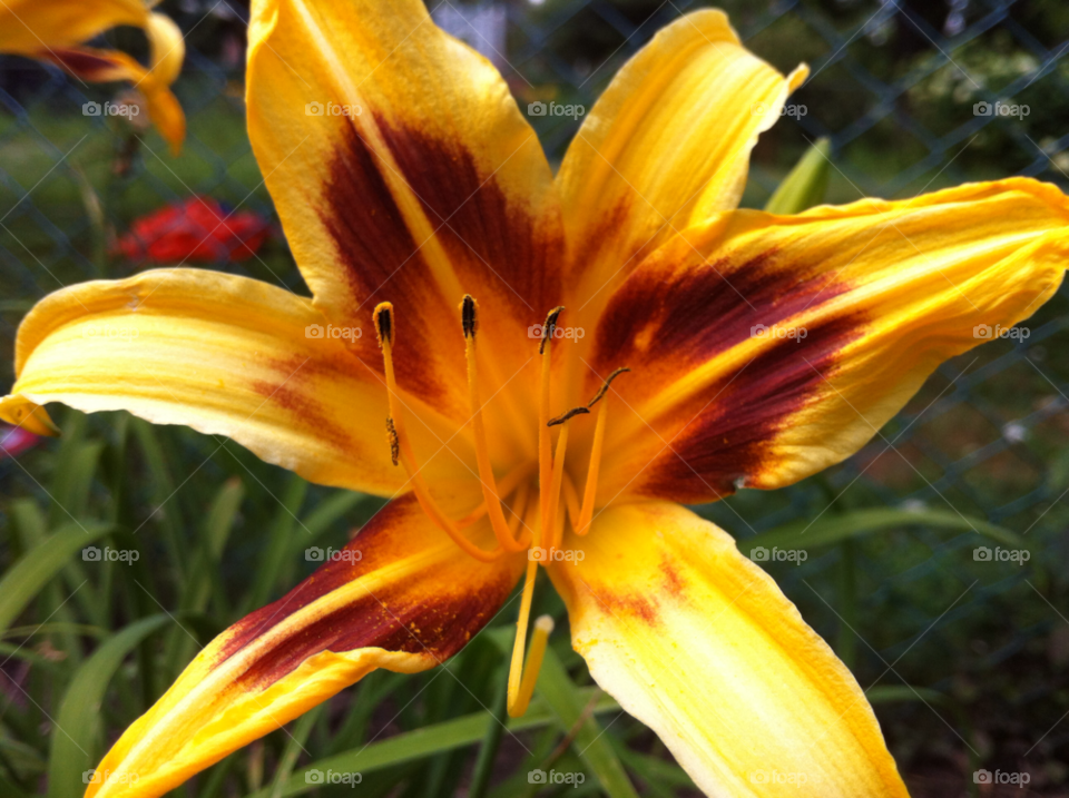 spring yellow flower by dodgercraz