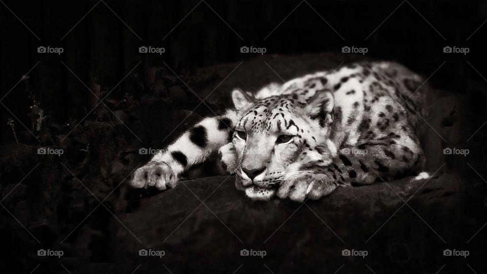 Snow Leopard