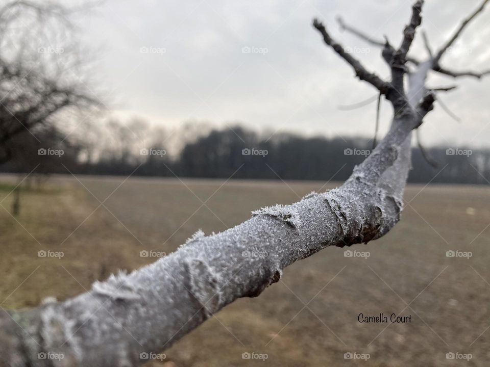 Ice on a branch on the edge of the field