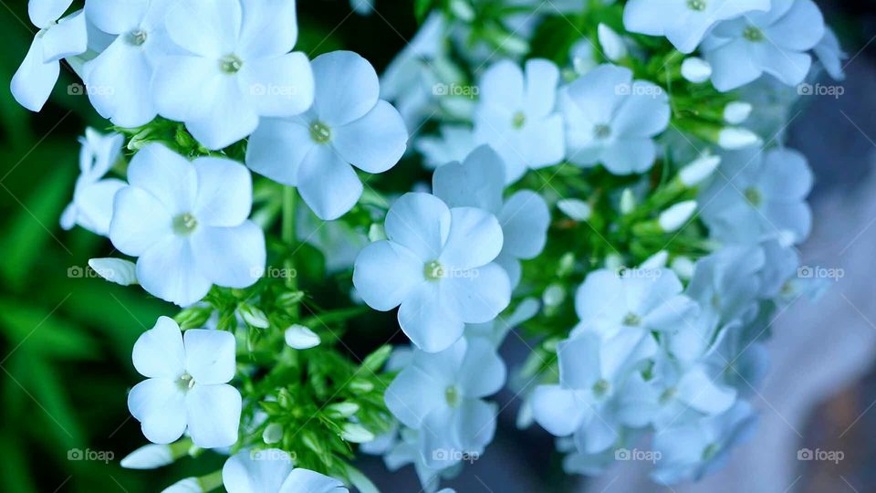 white flowers.