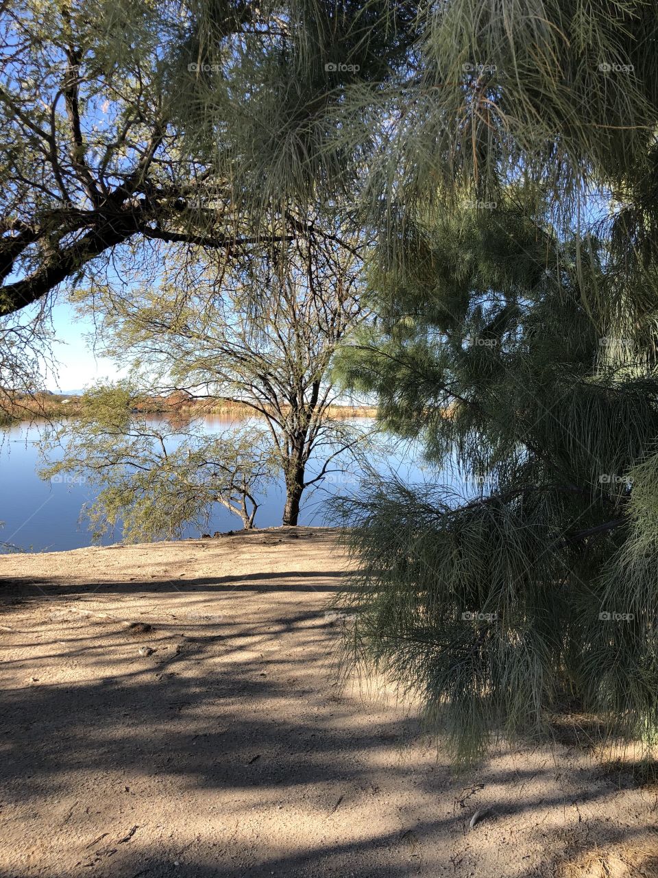Roper Lake through the trees