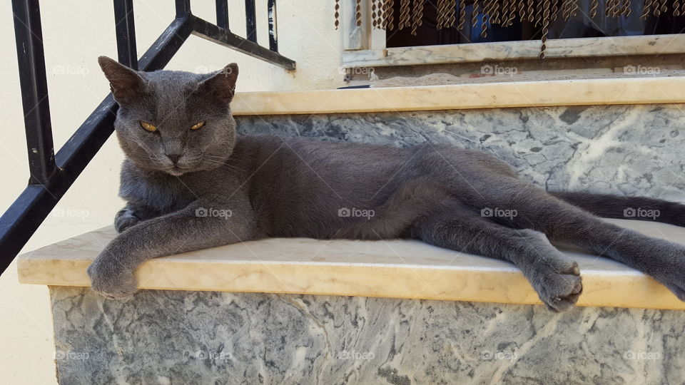 gray Cat elongated