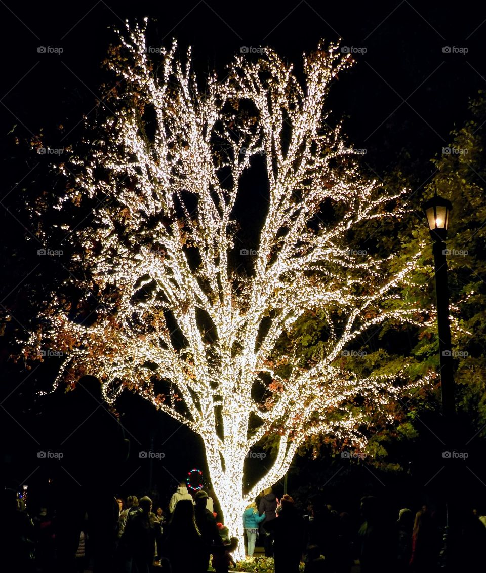 Tree of Lights Shine