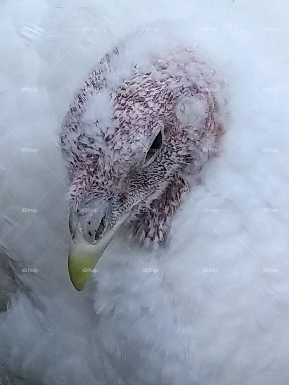 Turkey in winter with new feathers