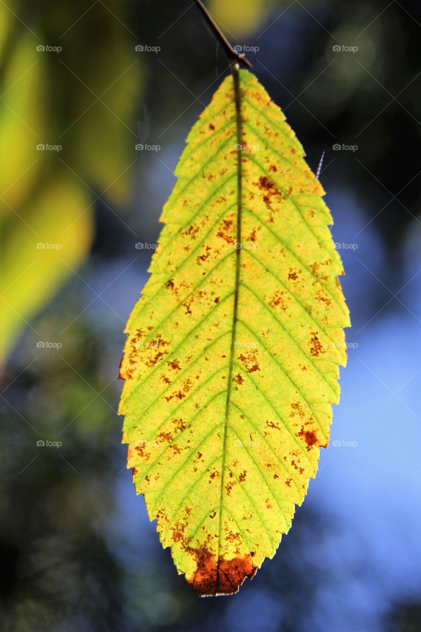 yellow leaf on tree