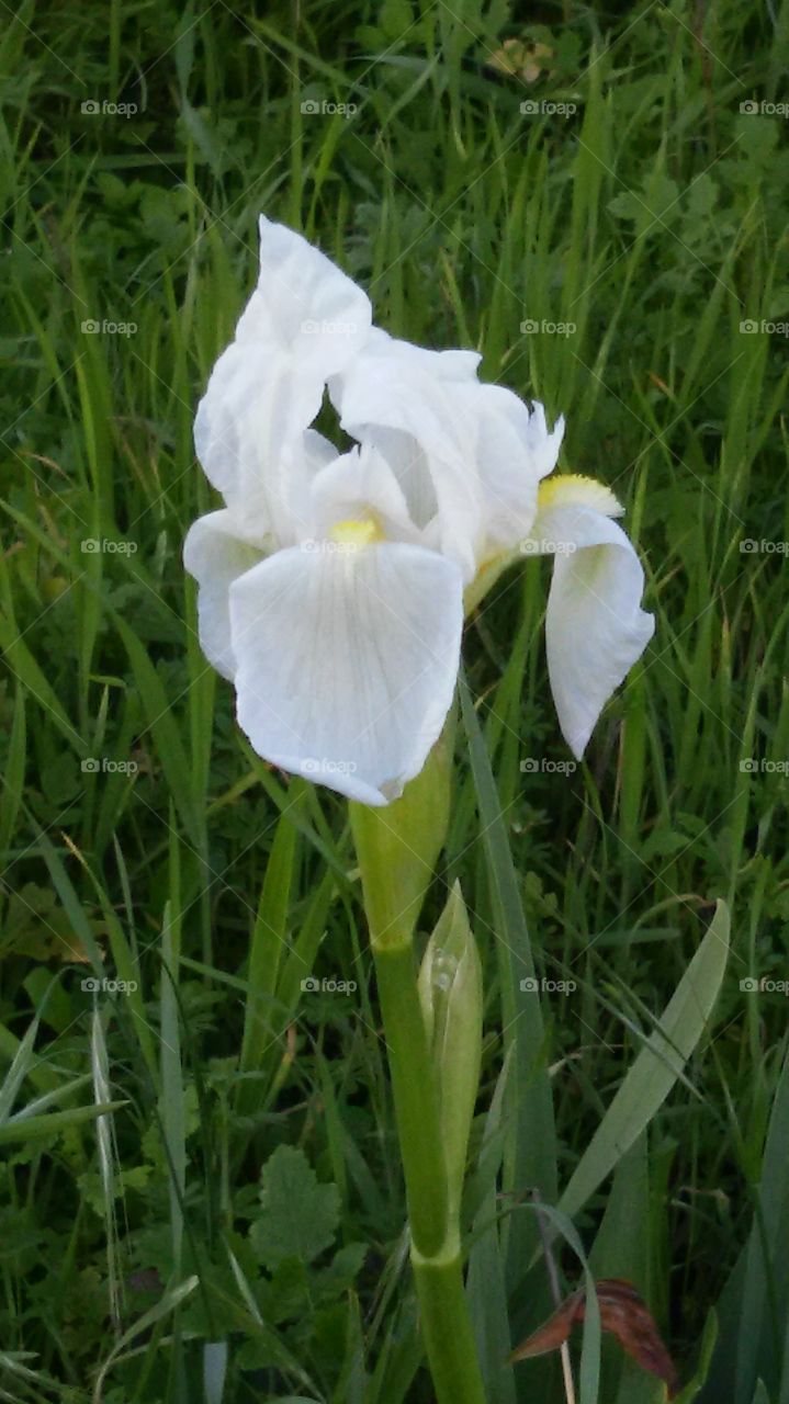 Nature, Flower, Flora, Grass, Summer