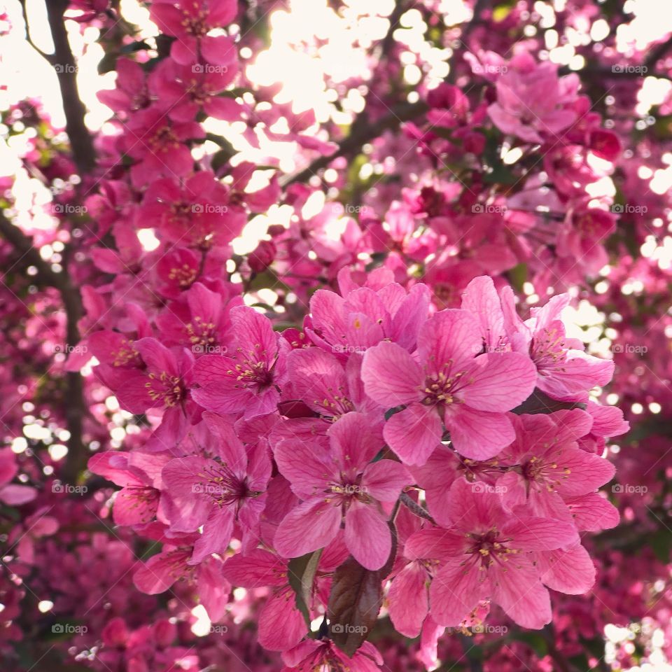 Pink Blossoms