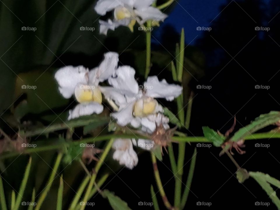 exotic white orchids