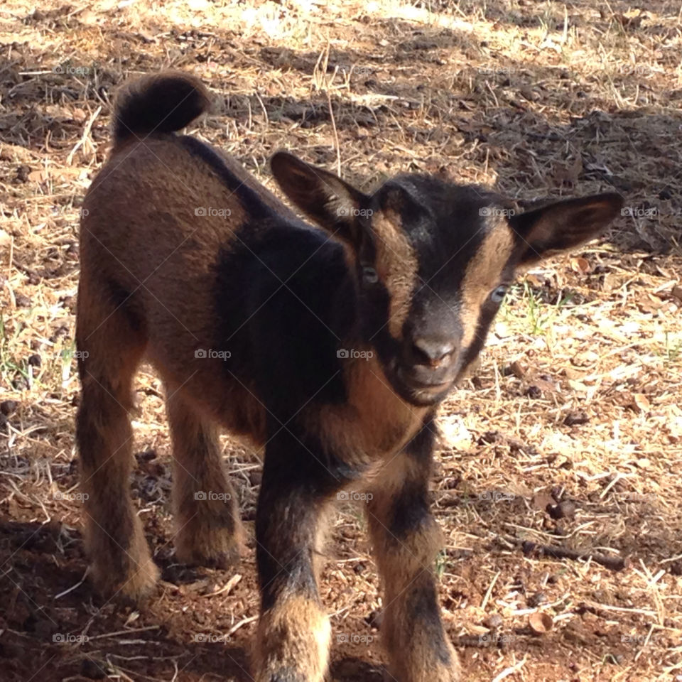 New Born Dwarf Goat