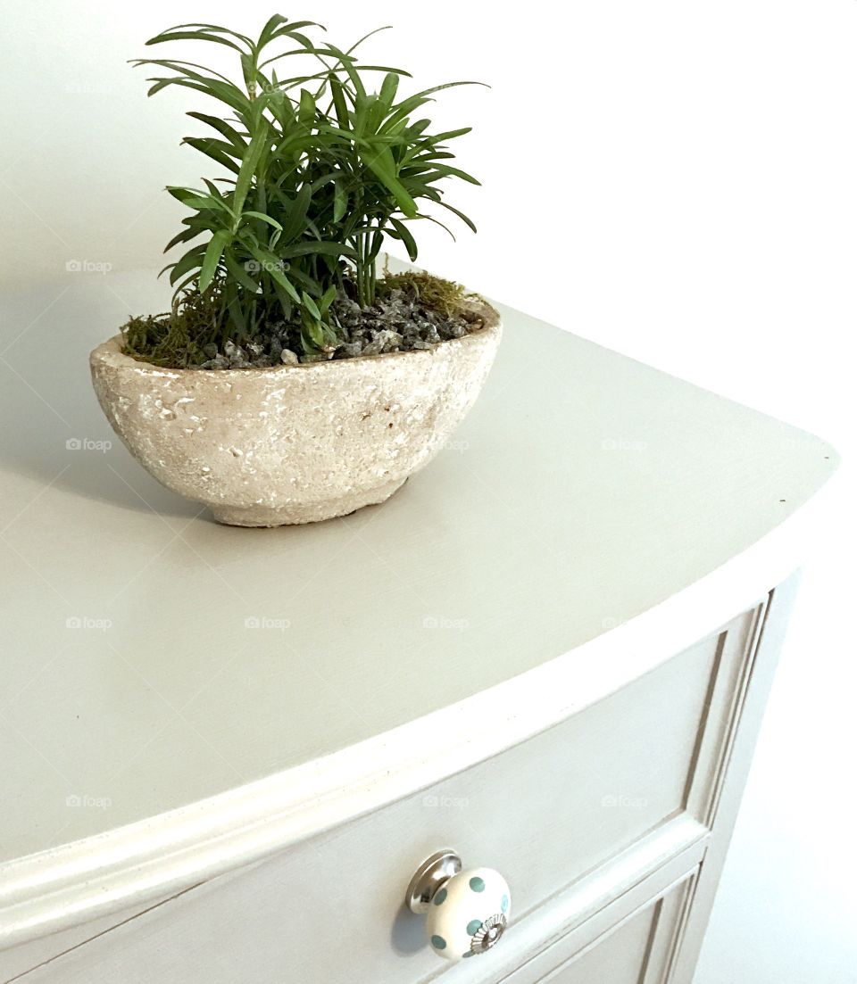 Plant on Dresser