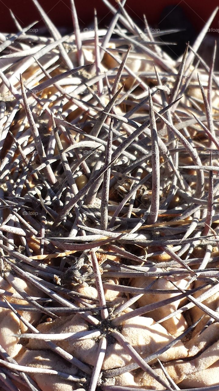 The drought even effects a cactus