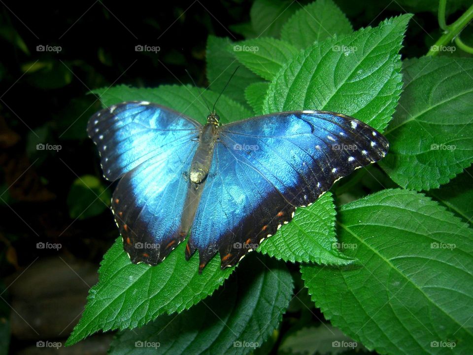 Blue butterfly