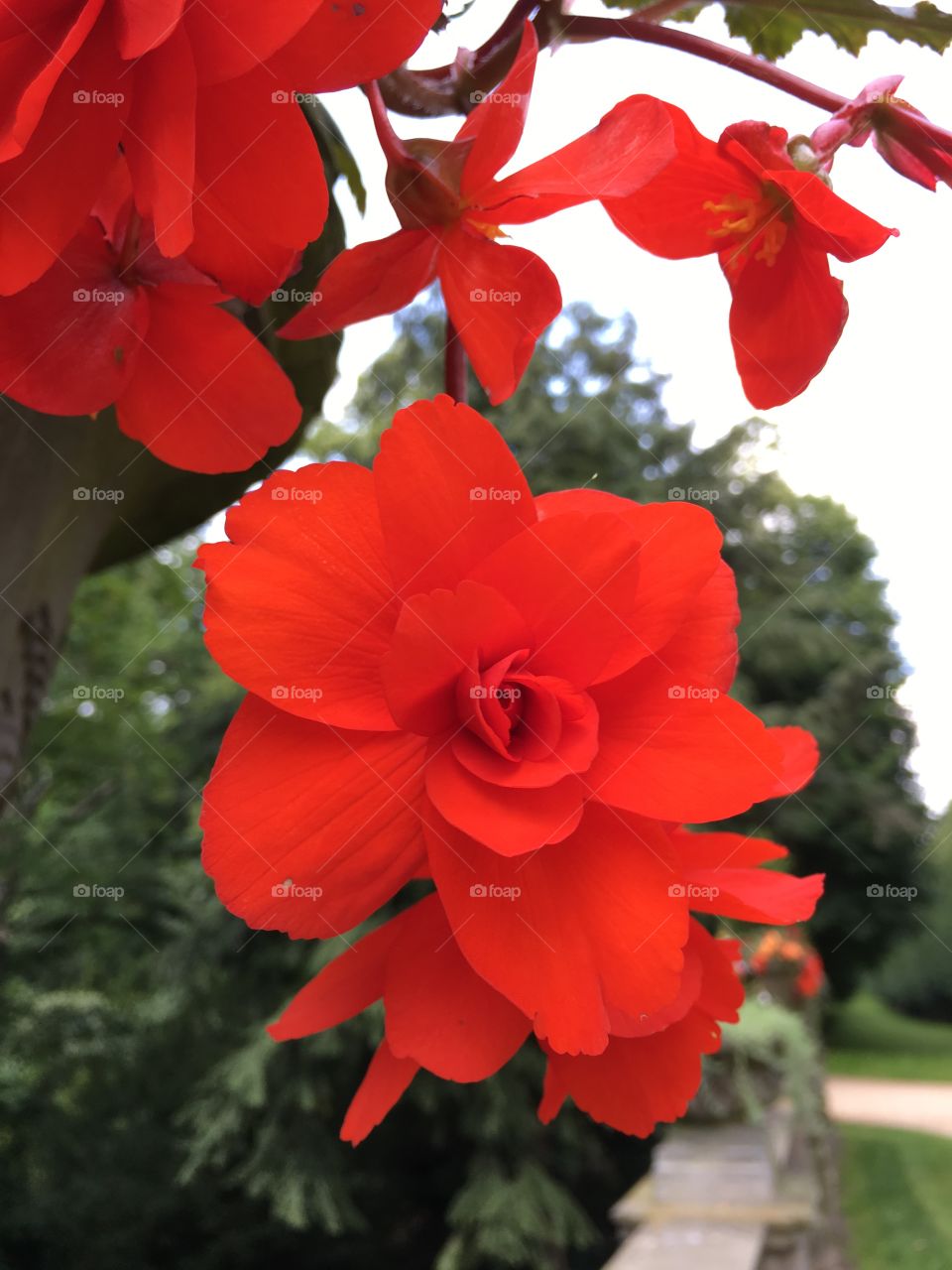 Red hanging flowers