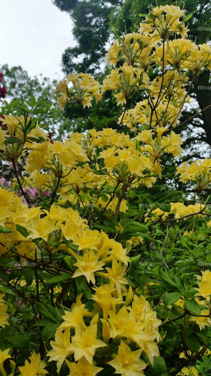 Spring blooms. Bequtiful Flowers