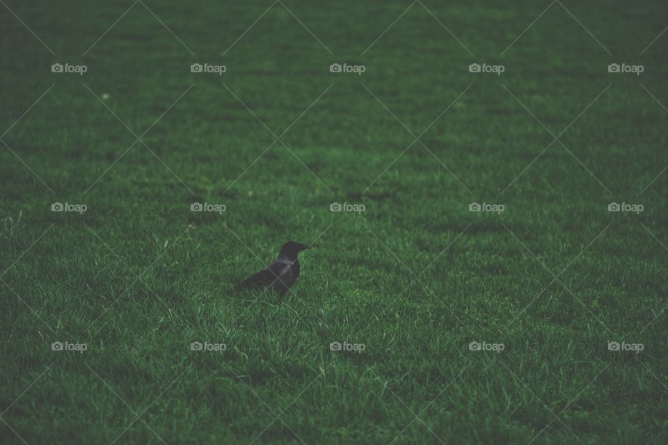 HDR #background  green Bird Textur Texturen Website