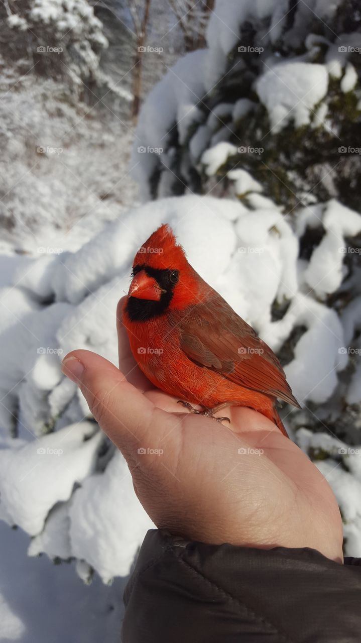 Helping a Cardinal