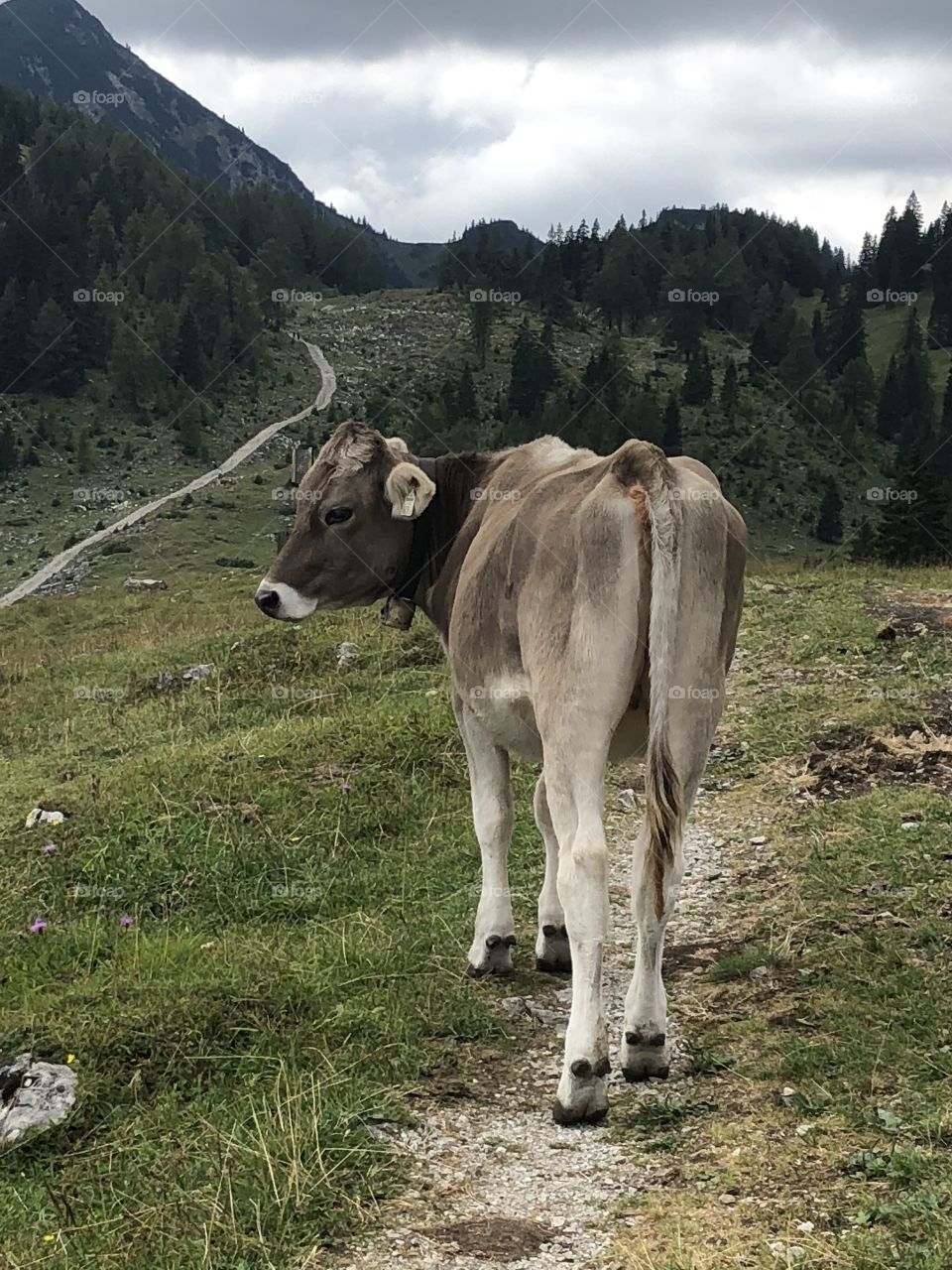 Cow on mountain path