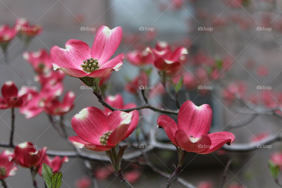Pink dogwood blossoms closeup 