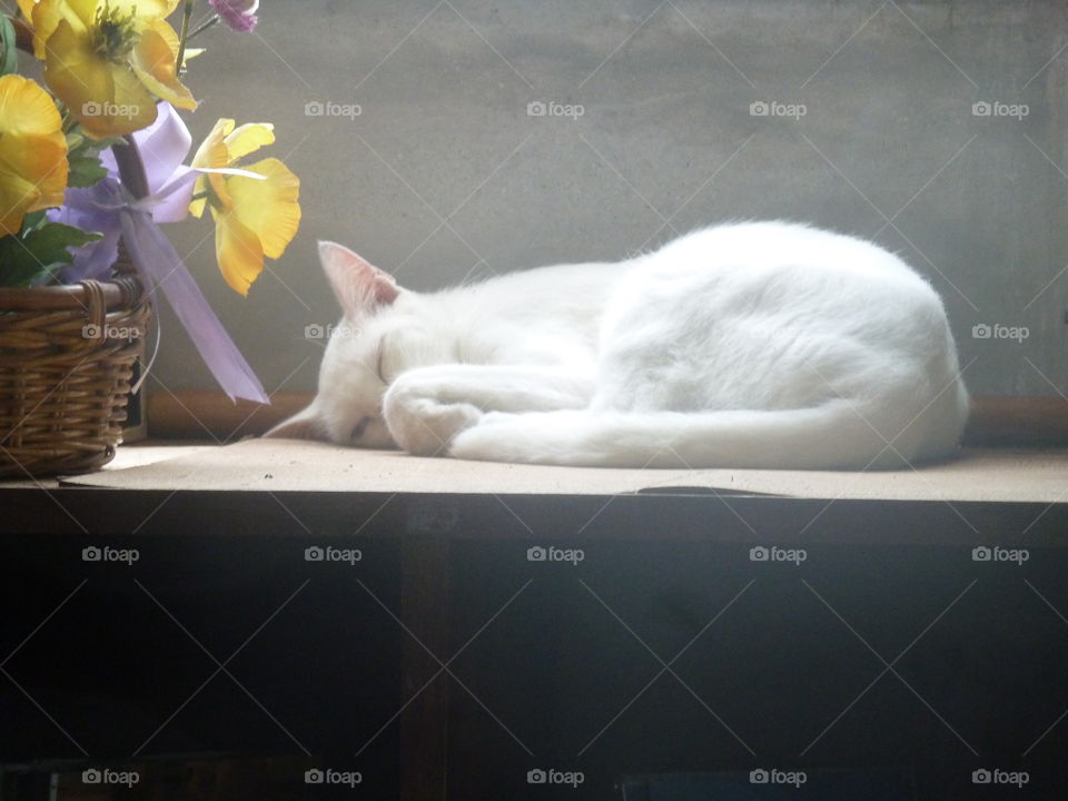 sleeping cat in japan