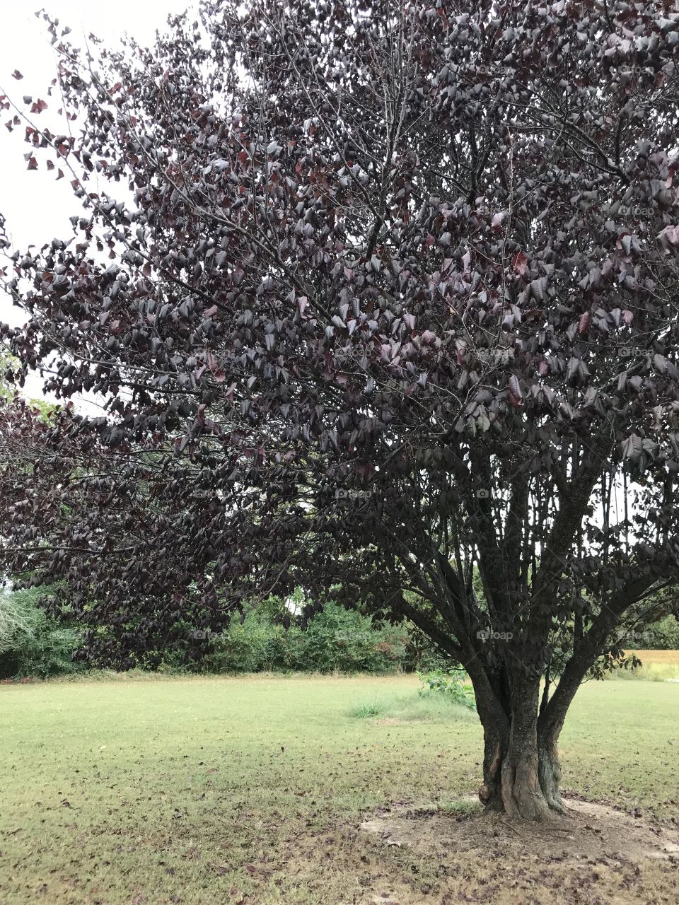 Dark tree