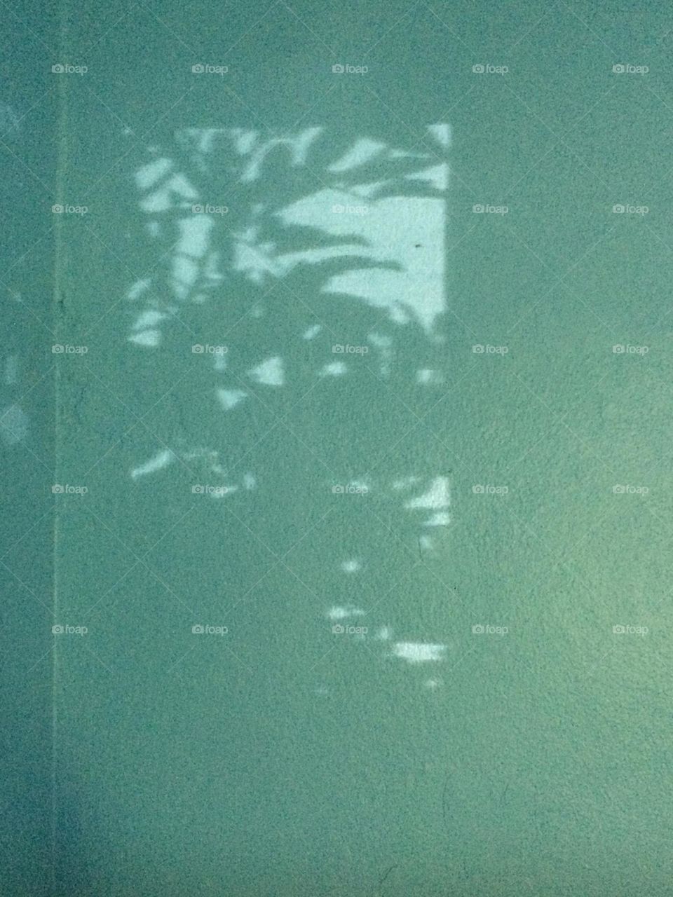 Leafy Shadows On The Wall