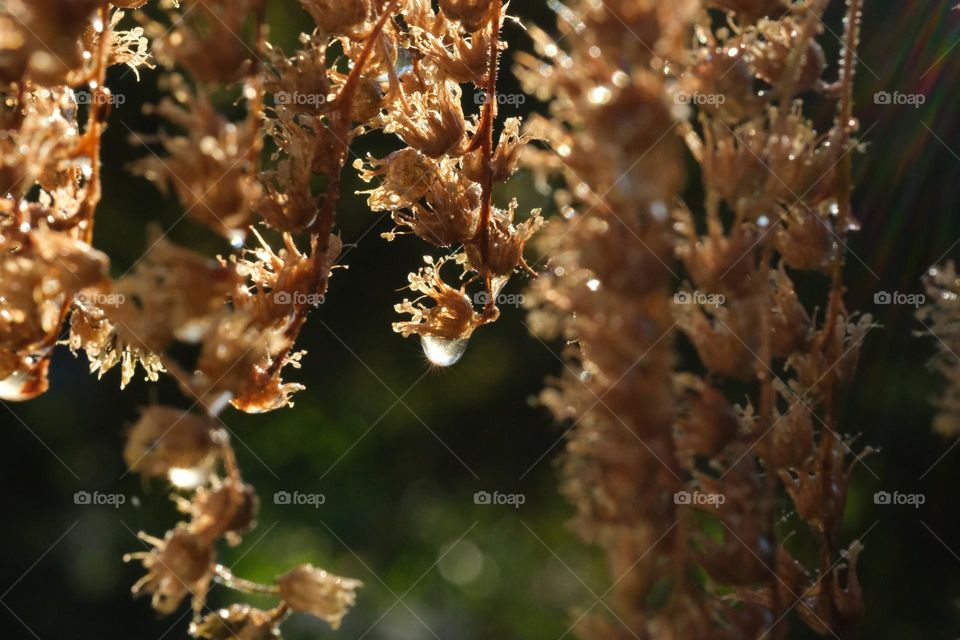 Water droplet clinging to dried flower.