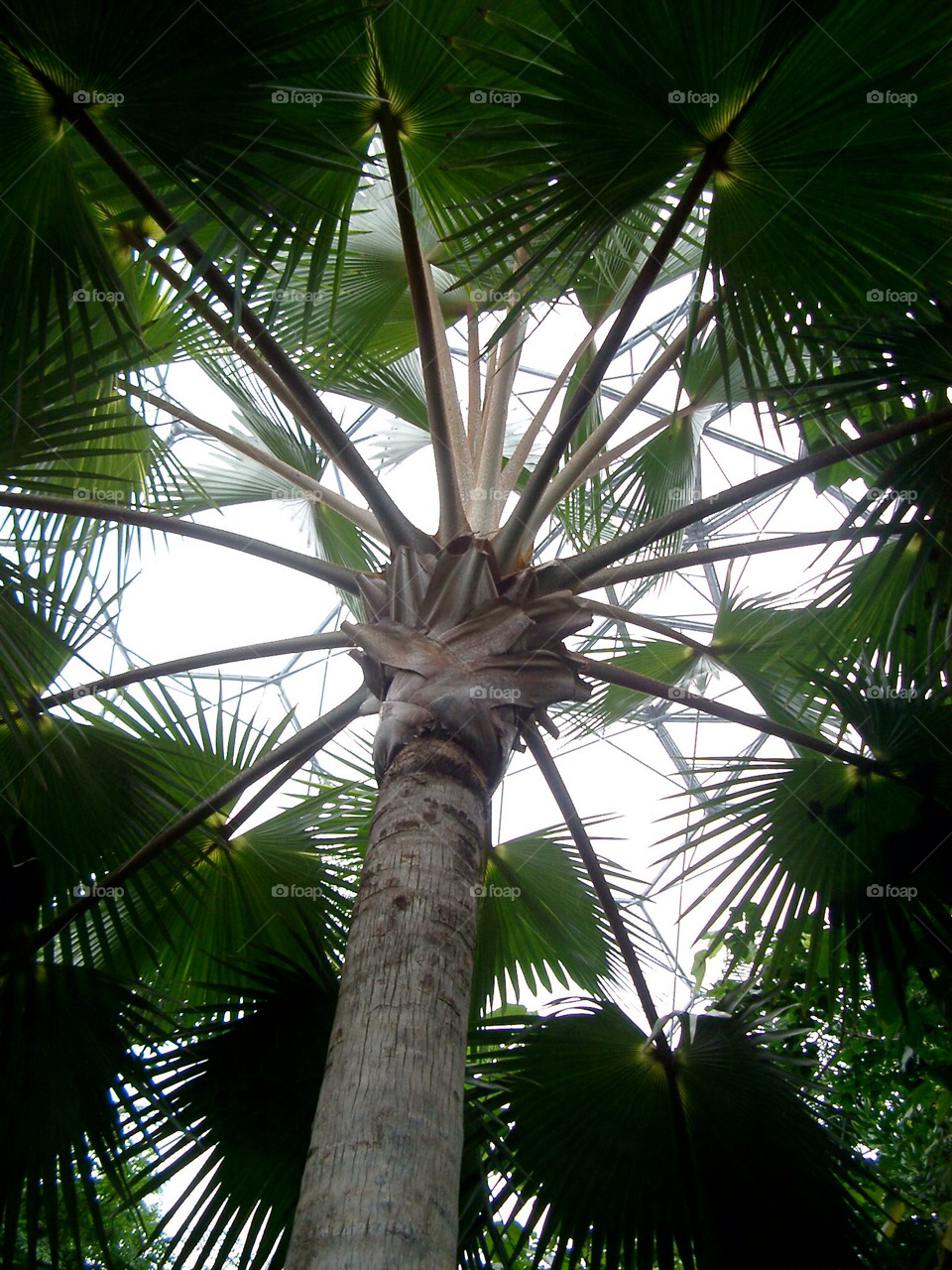 light tree palm canopy by iphonesnapper