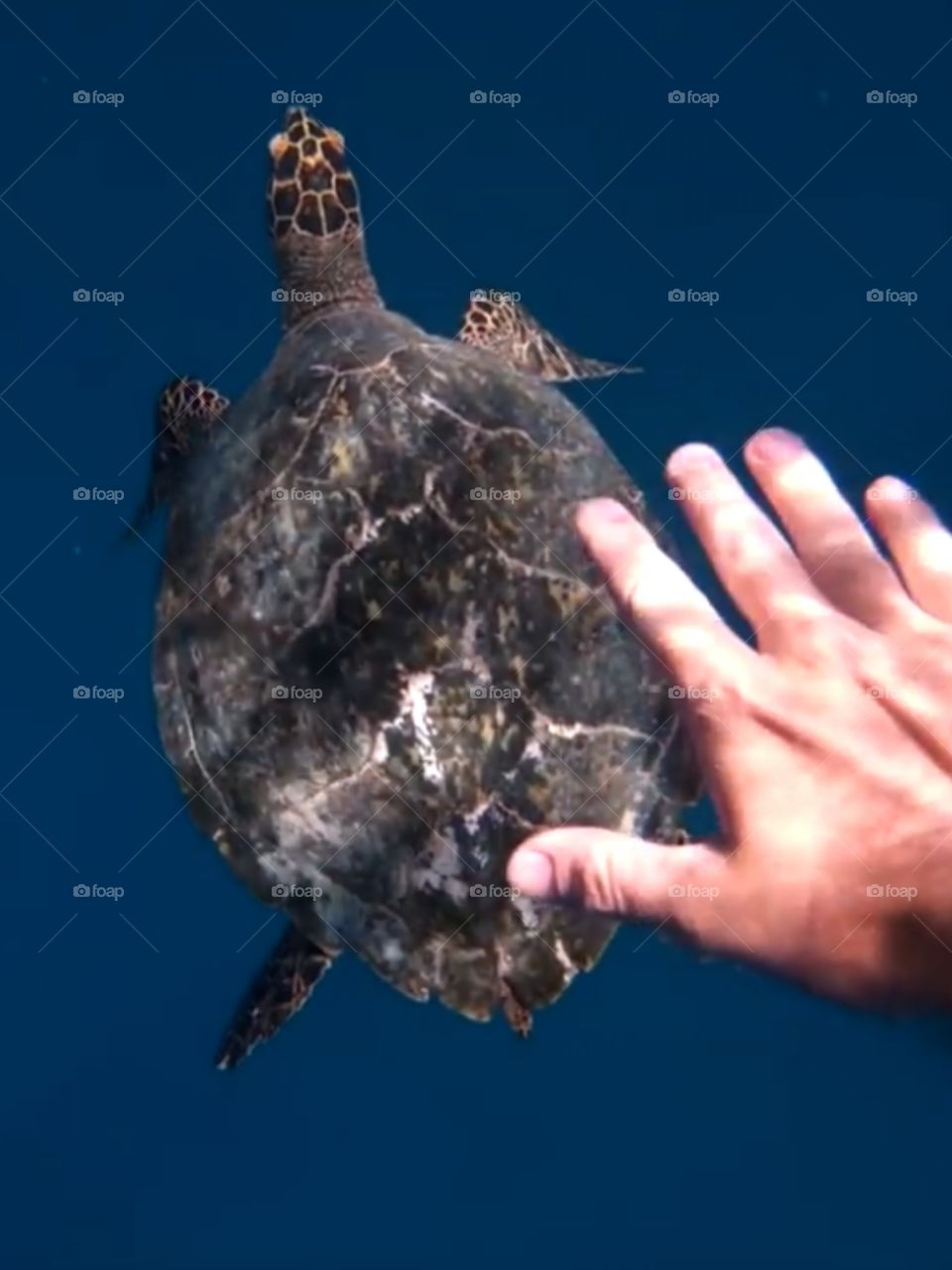 touching the turtle