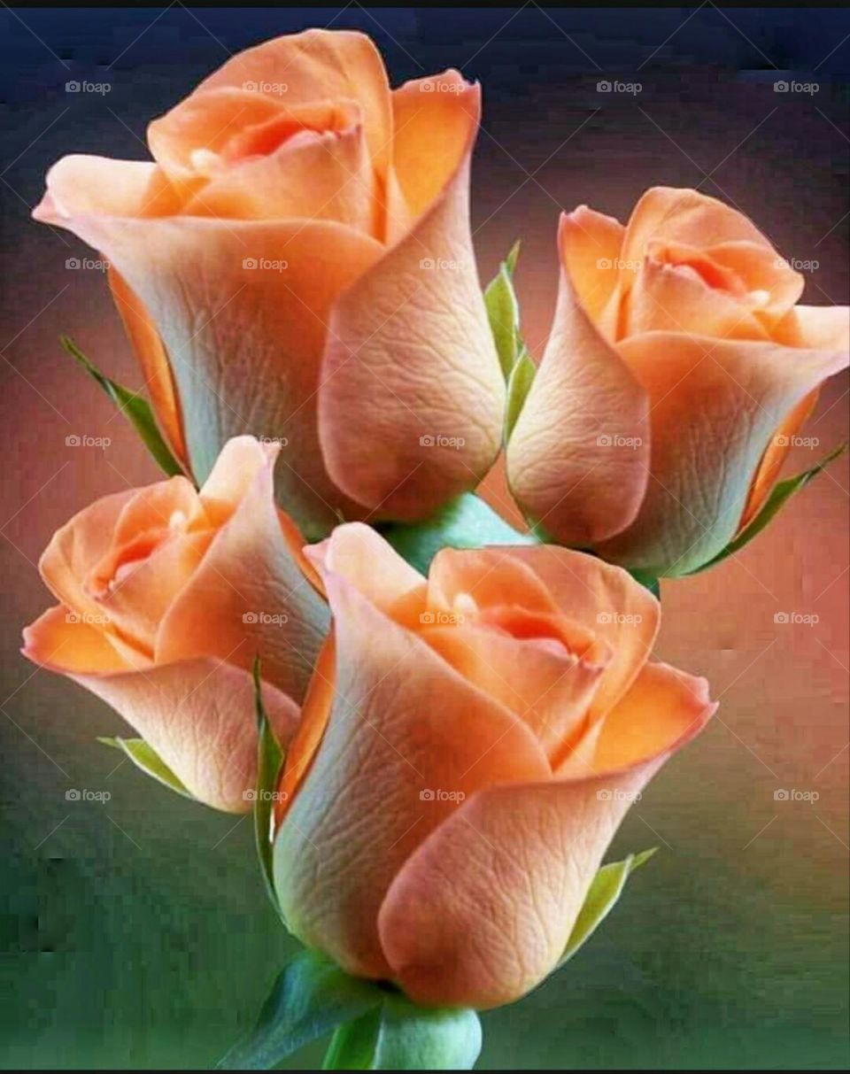 beautiful rose