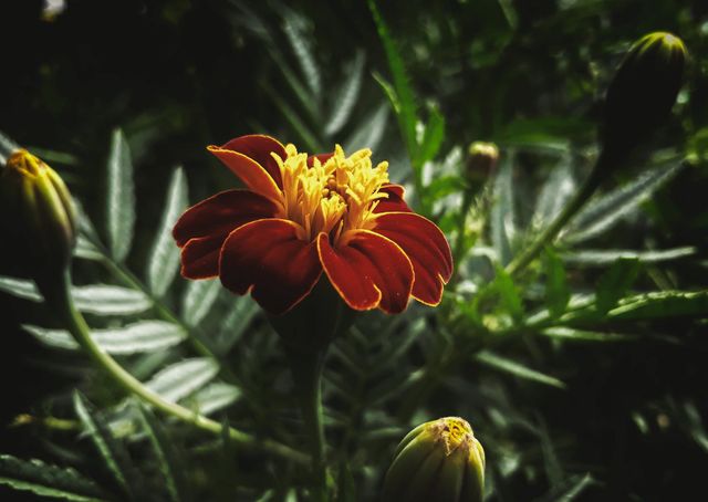 Marigold flower in bloom